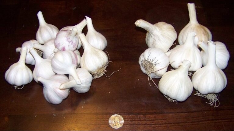 SEED GARLIC AND FOOD GARLIC