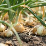 Grow Garlic