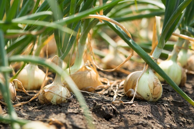 Grow Garlic