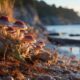 Tidal Wave Mushrooms