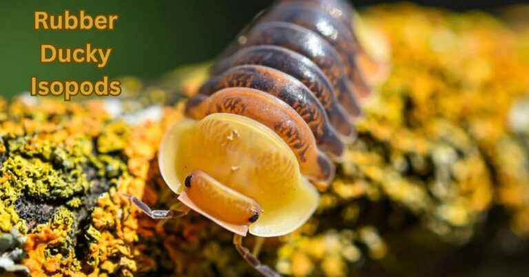 Rubber Ducky Isopods