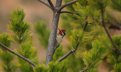 Michigan Woodpeckers