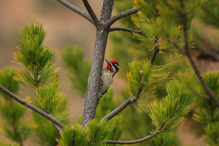 Michigan Woodpeckers