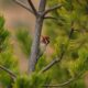 Michigan Woodpeckers