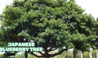 Japanese Blueberry Tree