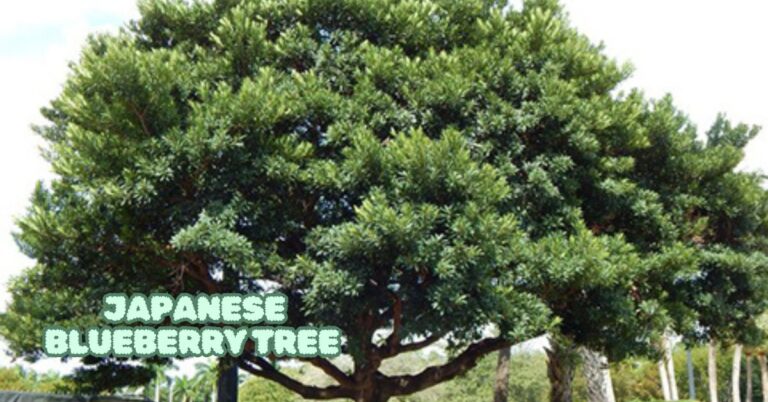 Japanese Blueberry Tree