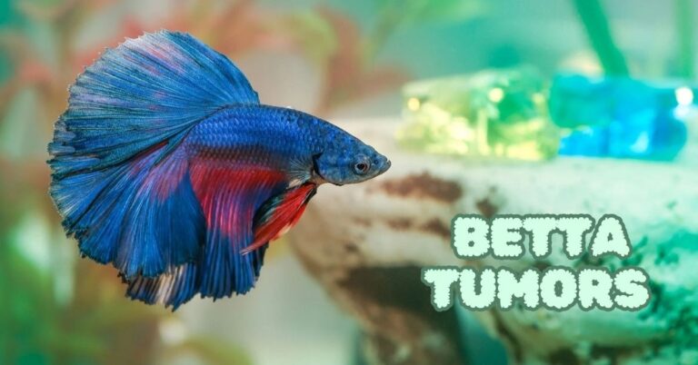 Betta Tumors