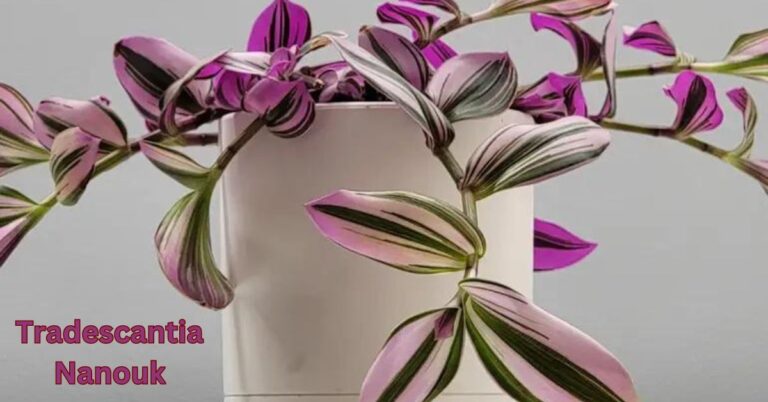 tradescantia nanouk