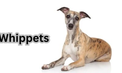 What are Whippets