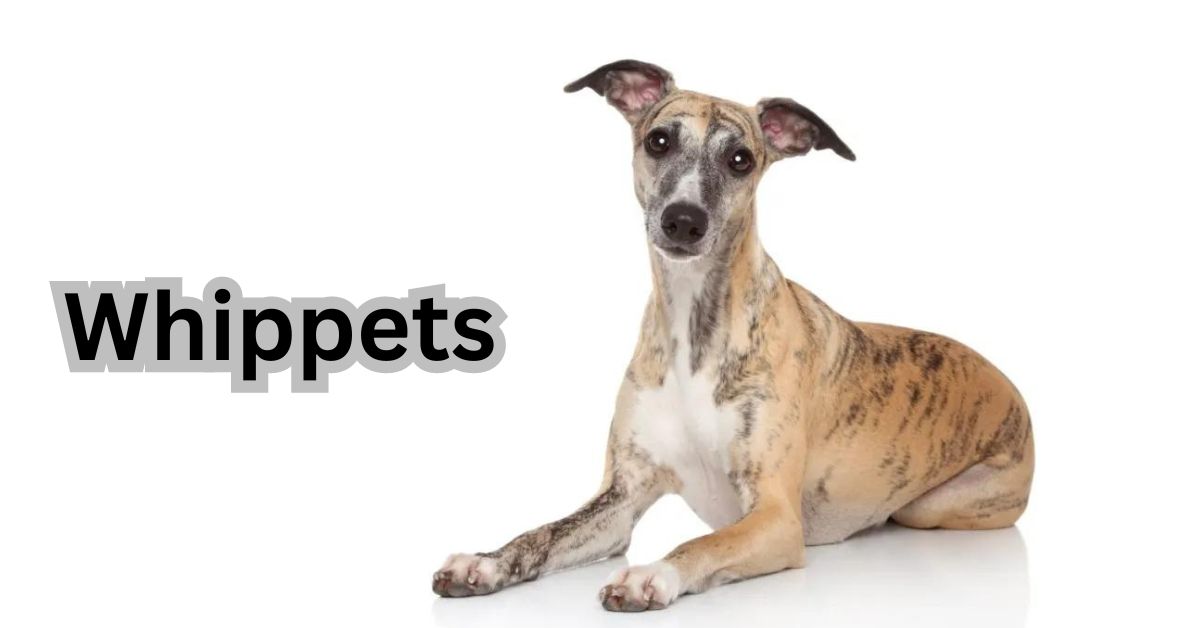 What are Whippets