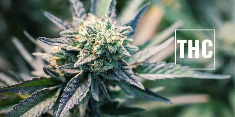 Lost THC