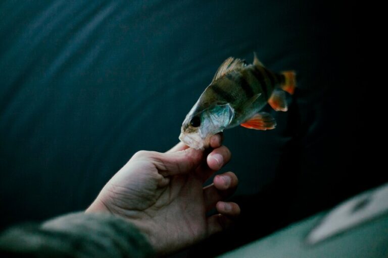 Betta Fish