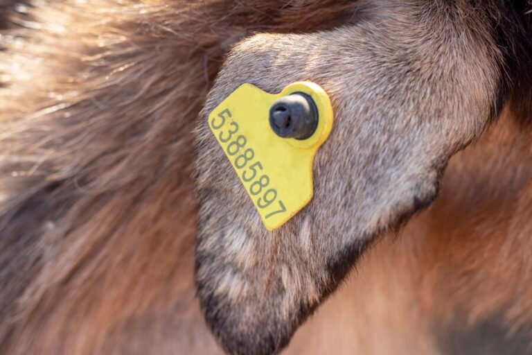 Pet ID Tags