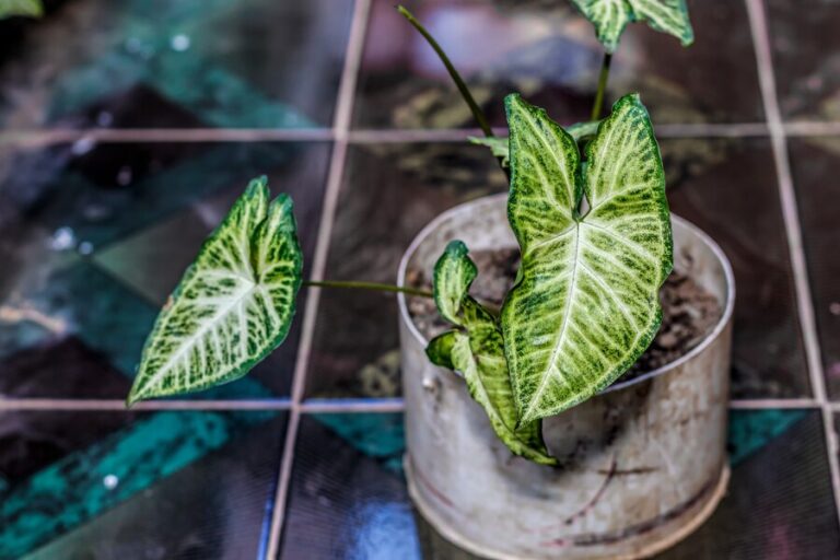 Strawberry Shake Philodendron