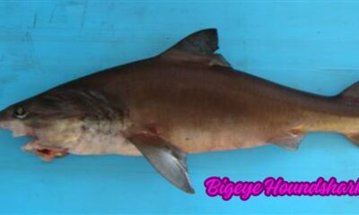 Bigeye Houndshark