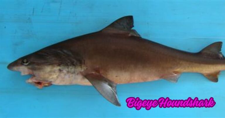 Bigeye Houndshark
