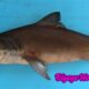 Bigeye Houndshark