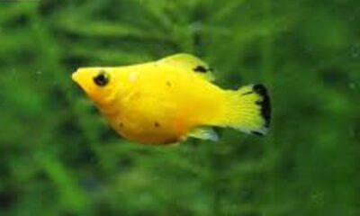 How Long Are Molly Fish Pregnant?