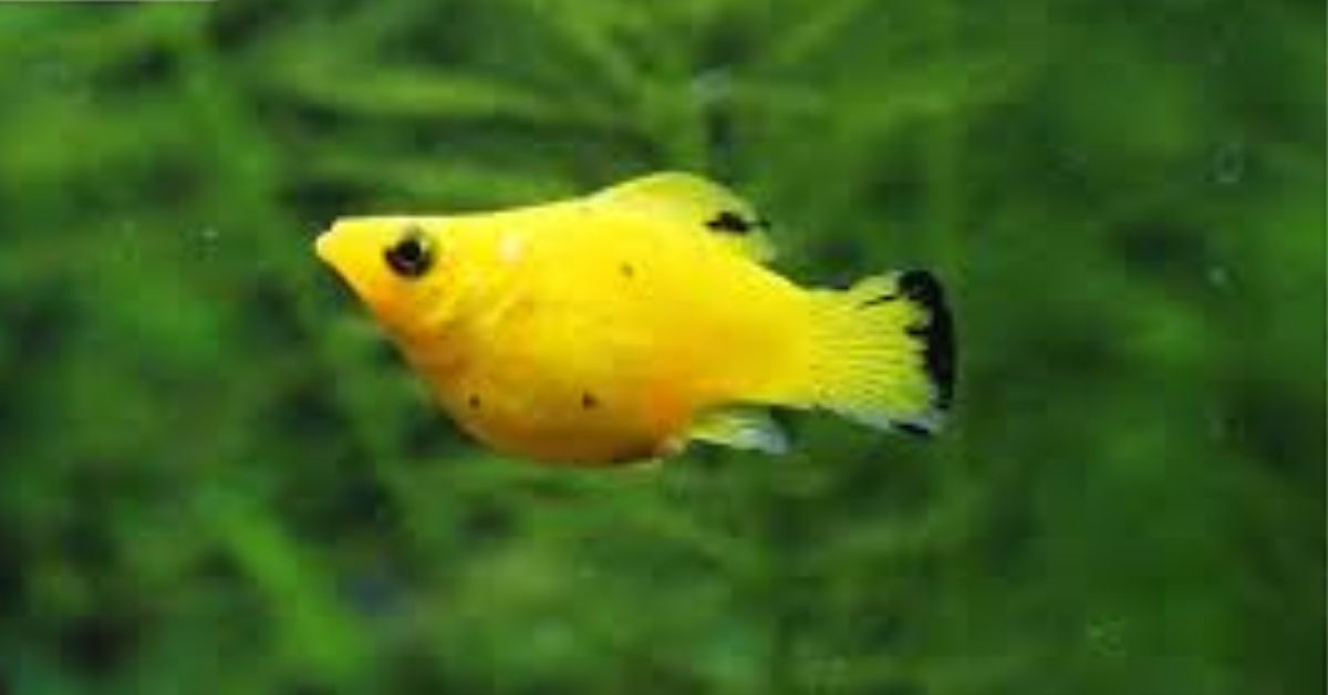 How Long Are Molly Fish Pregnant?