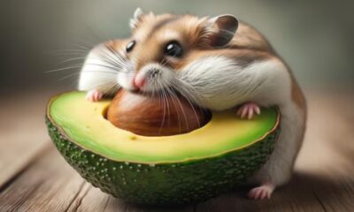 Hamsters Eat Avocado