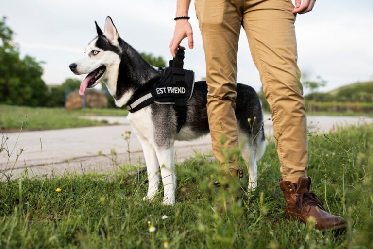 Dog Harnesses