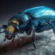 Blue Death Feigning Beetle