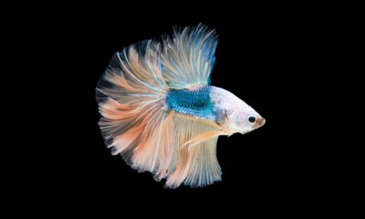 Betta Turning White