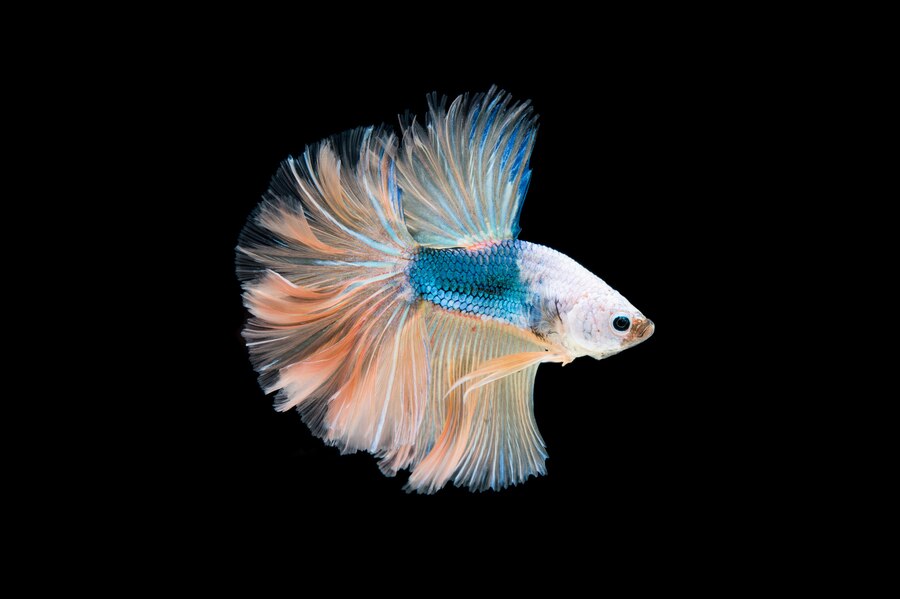 Betta Turning White