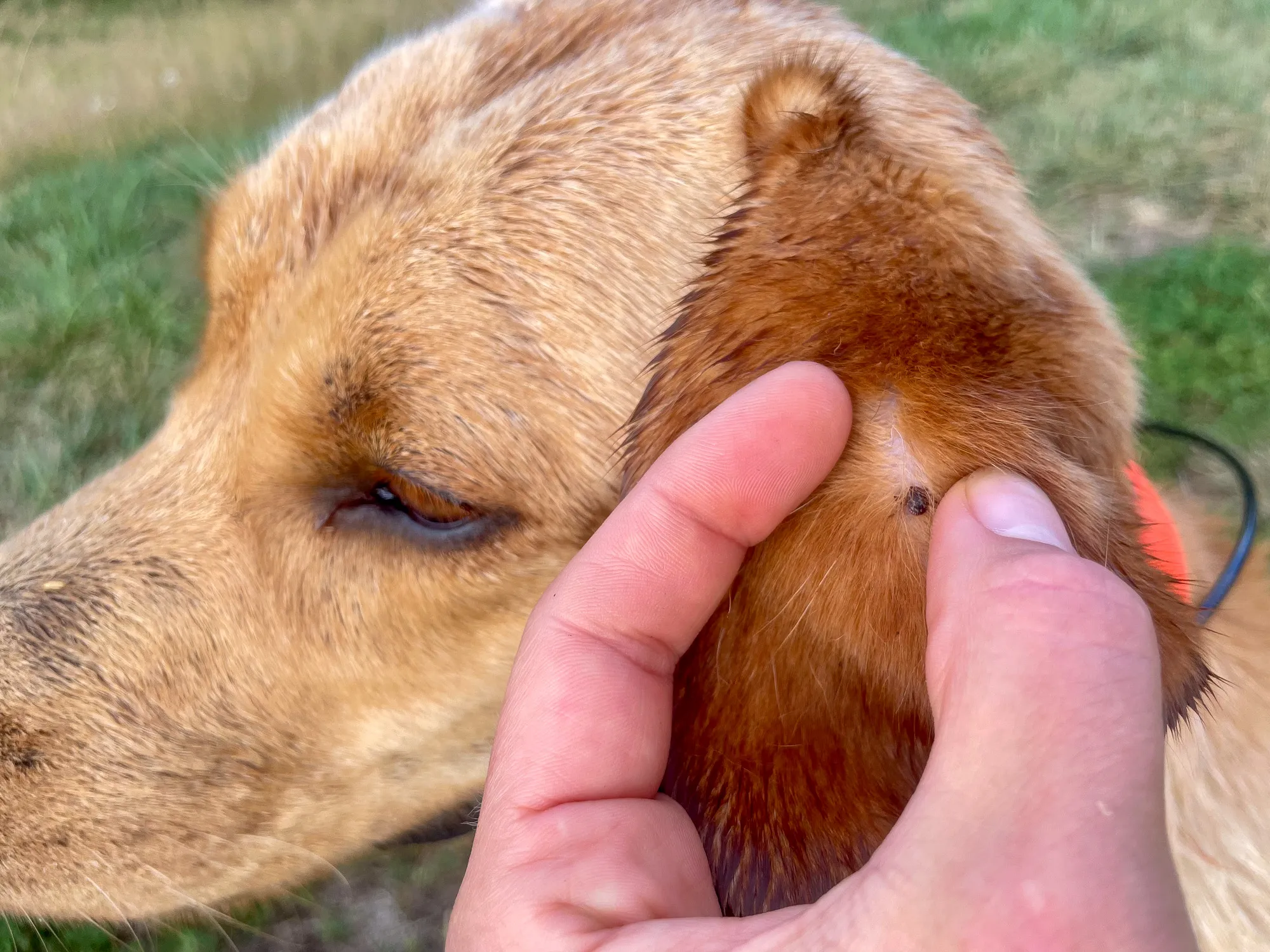 Tick Zoo Dog