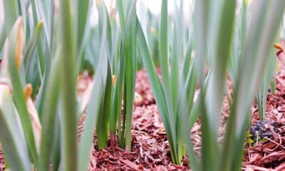 Garlic Growing Season in USA