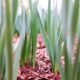 Garlic Growing Season in USA