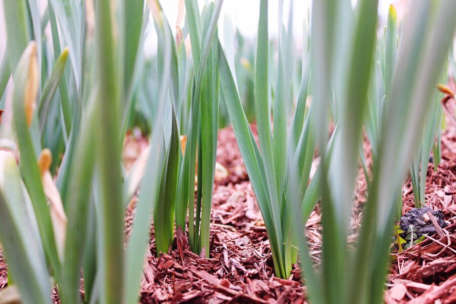 Garlic Growing Season in USA