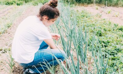 Winter Garlic Garden Care Tips