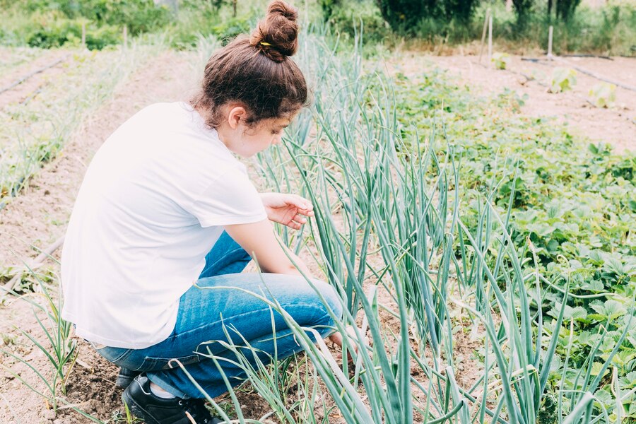 Winter Garlic Garden Care Tips