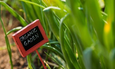 Eco-Friendly Garlic Cultivation Techniques