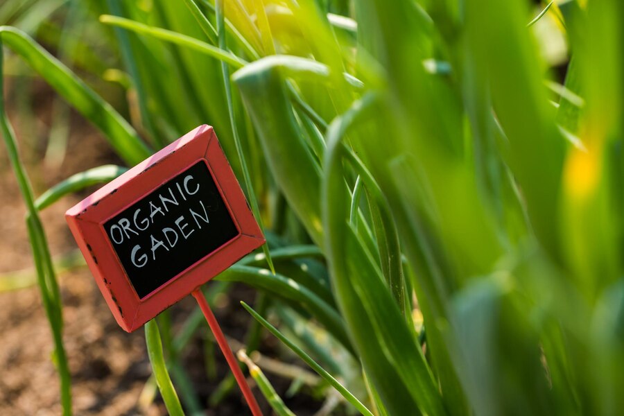 Eco-Friendly Garlic Cultivation Techniques