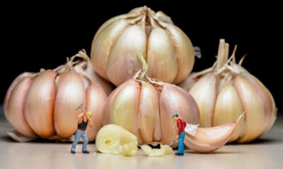 Global Garlic Export Business Growth Potential