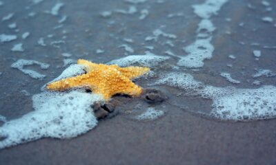 What Do Sand Stars Eat?