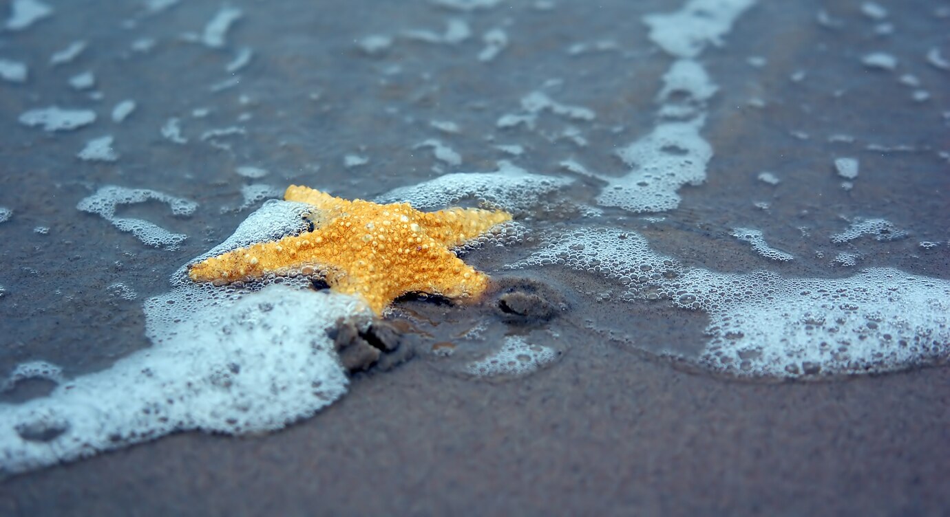 What Do Sand Stars Eat?