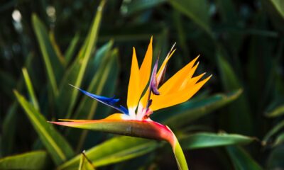 Heliconia Color