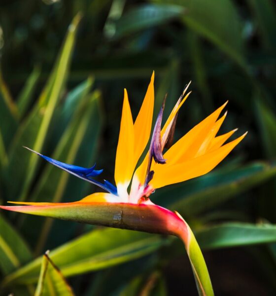 Heliconia Color