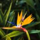 Heliconia Color