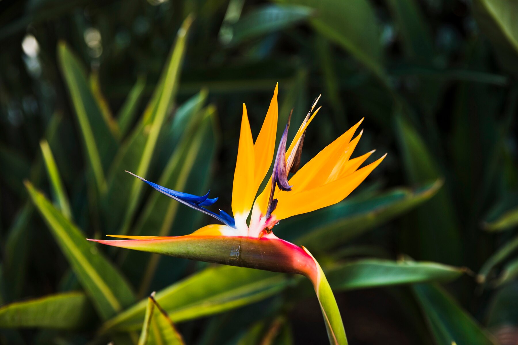 Heliconia Color