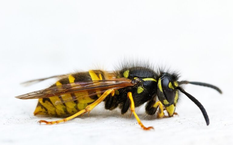 How Long Do Wasps Live
