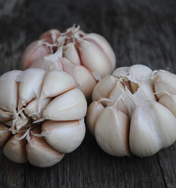 The Rise and Fall of G1 Garlic