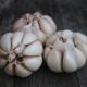 The Rise and Fall of G1 Garlic