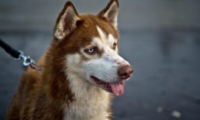Red Husky