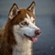 Red Husky