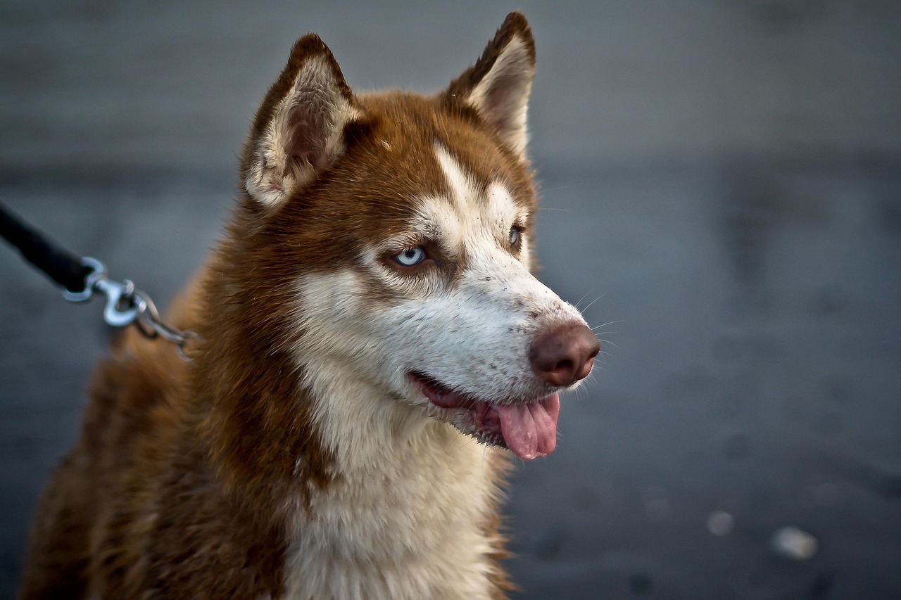 Red Husky
