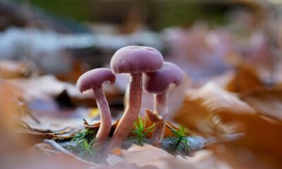 8 Mushroom Powder